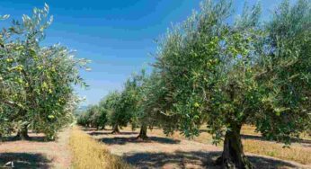 Unaprol lancia ‘Novaterra’: l’olio sostenibile che aumenta i guadagni degli agricoltori